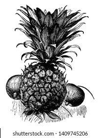 Una foto que muestra la fruta de la piña, una deliciosa fruta tropical. Una fruta dulce, amarilla, que se asemeja a un cono de pino, dibujo de línea vintage o ilustración de grabado.