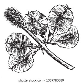 A picture showing the fruits or samara of Slippery Elm which is also known as Ulmus fulva. It is native to eastern North America, vintage line drawing or engraving illustration.