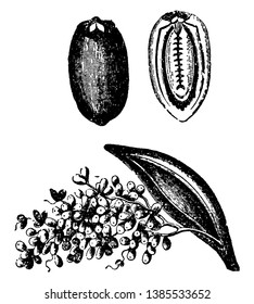 Picture showing full date, inside view of date and dates flowers, vintage line drawing or engraving illustration.