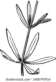 A picture is showing Gallium. This is whorl leaves of gallium plant. This leaves are narrowly oblanceolate to linear and borne in whorls of six to eight, vintage line drawing or engraving illustration