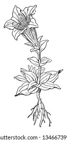 A picture is showing Gentian, also called as Gentiana Porphyrio. It belongs to Gentian family, Gentianaceae. Gentian is used in herbal medicine to treat digestive problems, vintage line drawing or eng