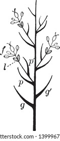Picture showing grass of splikelet, it showing stem and flowers of grass and branches, leaves growing, stem is long and thin, vintage line drawing or engraving illustration.