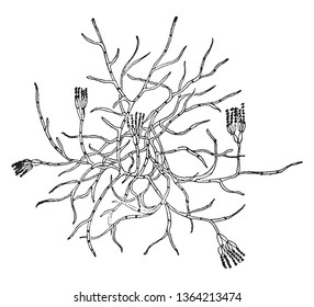 A picture showing the green Mold also known as Penicillium, one of the most common of the Sac Fungi, vintage line drawing or engraving illustration.