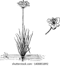 A picture is showing Habit and Single Flower of Butomus Umbellatus, commonly known as Flowering Rush. This plant is grown in water. A flower has pink color and leaves are linear and pointed, vintage