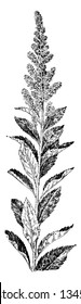 A picture is showing a hardhack plant. This plant grows to up to four feet high. The flowers are small and pink. It is used for medicinally, vintage line drawing or engraving illustration.