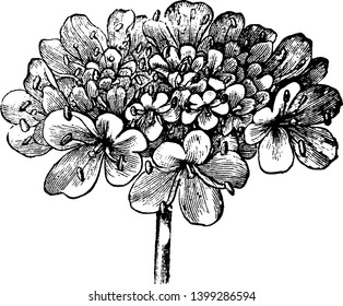 A picture is showing Inflorescence of Field Scabious, also known as Knautia arvensis. It is perennial plant, vintage line drawing or engraving illustration.