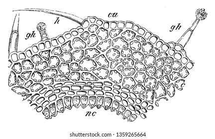 The picture showing inside part of blossom ovary. Upsides is Glander and show the hair, and structure uniform shape, vintage line drawing or engraving illustration.