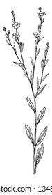 A picture is showing L. Carolinianum, means Linum carolinianum. It belongs to flax family, Linaceae, vintage line drawing or engraving illustration.