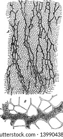 A picture showing the Laticiferous vessels from the cortex of root of Scorozonora Hispanica, vintage line drawing or engraving illustration.