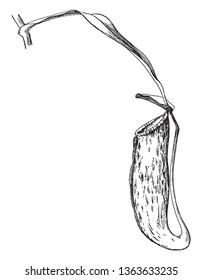 La imagen muestra una hoja de la planta de Pitcher. Las hojas son un mecanismo de captura de presas que presenta una cavidad profunda llena de líquido digestivo, dibujo vintage o ilustración de grabado.