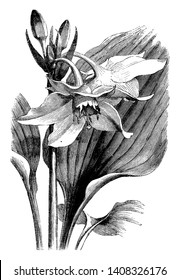 A picture is showing Leaves and Inflorescence of Eucharis Grandiflora. It belongs to Amaryllidaceae family. Flowers are white and bulb is egg shaped, vintage line drawing or engraving illustration.