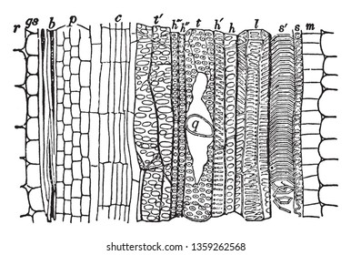 A picture showing the longitudinal section of an open fibro-Vascular bundle, vintage line drawing or engraving illustration.