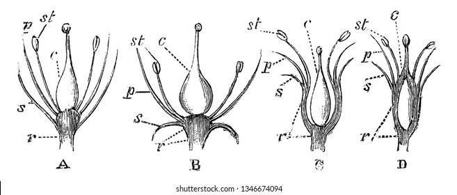 A picture showing Longitudinal Sections of Flowers. This diagrams are shown to illustrate modifications of the receptacle in longitudinal sections of flowers, vintage 