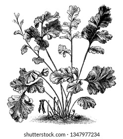 A picture showing Maidenhair ferns. Maidenhair is commonly known as adiantum. It has delicate-looking, drooping fern with distinctive fan-shaped leaf segments, vintage 
