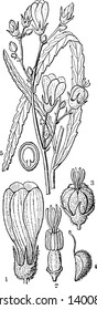 La imagen muestra el orden de las plantas de flores de Malvales, que incluye 1. Flor; 2. Estamenos y pistilo; 3. fruta madura; 4. un coco; 5. Sección de una semilla de una familia Melochia Graminifolia, cosecha