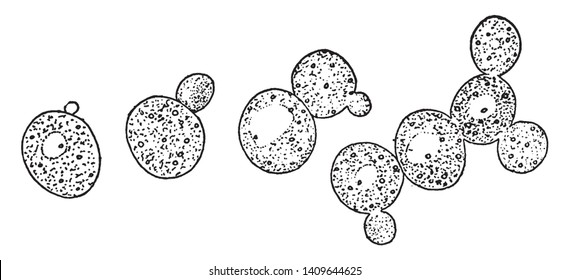 A picture showing the Method of budding and forming Groups of Cells known as growing yeast cells, vintage line drawing or engraving illustration.