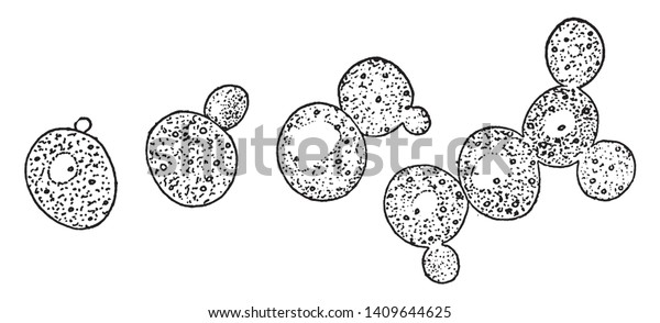 酵母細胞の育成 ビンテージ線画 彫刻イラストとして知られる細胞群の出芽 形成法を示す絵 のベクター画像素材 ロイヤリティフリー