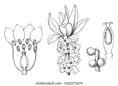 A picture is showing Mezereon. Daphne Mezereum is common name for Mezereon. In it (1) is a flower cut open and (2) is a vertical section of an ovary and (3) is the fruit, vintage line drawing