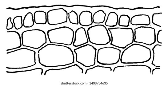 A picture showing multiple epidermis of mangrove leaf in cross section, vintage line drawing or engraving illustration.