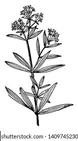 The picture is showing northern bedstraw, a star shaped flower. Leaves are opposite pair on stem, leaves have blunt tip and stalk less, vintage line drawing or engraving illustration.