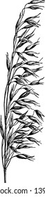 A picture showing oats. It is an species in seed, vintage line drawing or engraving illustration.