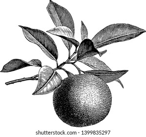 A Picture Showing The Orange Tree. Tree Branch Have Many Leaves And Orange Fruit, Vintage Line Drawing Or Engraving Illustration.