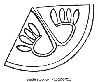 Picture showing the ovule-bearing structures of Pepo that comprises the innermost whorl of a flower of the plant Gourd, vintage line drawing or engraving illustration.