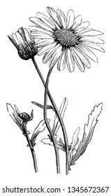 A picture is showing Oxeye Daisy, also known as Chrysanthemum leucanthemum. It belongs to Compositae family. Leaves have long-toothed margins. Petals are rectangular, vintage 