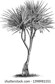 A picture showing a pandanus utulis. This is from Pandanaceae family. The leaves are very long and dense. Stem is thick and round, vintage line drawing or engraving illustration.