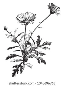 A picture showing a Paris daisy. The flower small and round. This is from Asteraceae family. Stem is thin, vintage line drawing or engraving illustration.