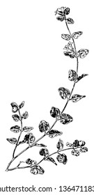 A picture showing a Partridgeberry.this is from Rubiaceae family. The flowers grow in pairs. The leaves are oval shaped and smooth, vintage line drawing or engraving illustration.