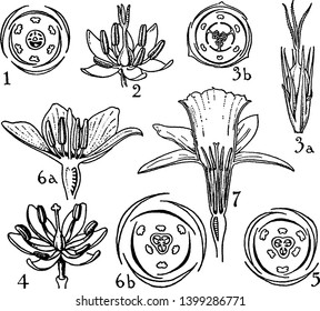 A picture is showing parts of pontederiaceae, juncaceae, liliaceae, and amaryllidaceae orders. These are include in flowers, vintage line drawing or engraving illustration.