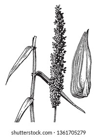 Ein Bild, das die Pflanzenteile von Sacciolepis zeigt, die geschwollene oder gibige Stacheln an der Basis, Vintage-Strichzeichnung oder Graviergrafik aufweisen.