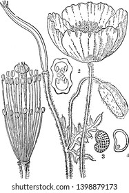 Una imagen muestra partes de la amapola asiática vista. Es estambres y pistilo, corte transversal del ovario, semillas de Papaver orientale, dibujo vintage o ilustración de grabado.