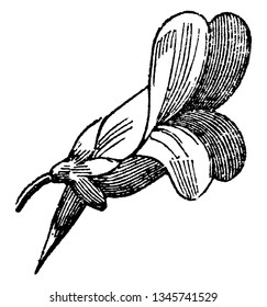 A picture is showing Personate Flower, also known as masklike flower. The shape of the flower is personate when the corolla is in the form of open lips with a bulge below the lower lip, vintage