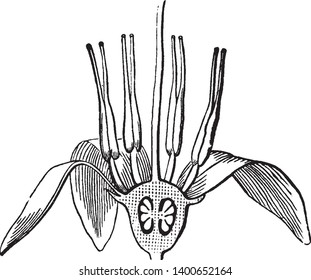 Picture is showing the petals and stamens of Cranberry-Blossom, vintage line drawing or engraving illustration.