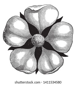 Una foto muestra la flor del pitilado. Una flor pistiácea es hembra, que contiene sólo pistilos, dibujos de líneas vintage o ilustración de grabado.