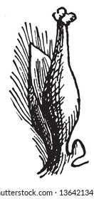 A picture showing the Pistillate flower of the Willow, vintage line drawing or engraving illustration.