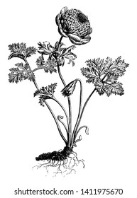 A picture is showing a plant of Anemone Coronaria which is also known as poppy-flowered anemone. The flowers have many mixtures of colors from red, blue, white, and more, vintage line drawing