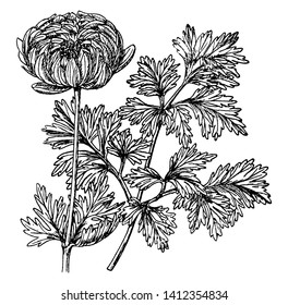 A picture is showing a plant of Anemone Coronaria which is also known as poppy-flowered anemone. The flowers have many mixtures of colors from red, blue, white, and more, vintage line drawing