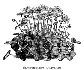 A picture is showing a plant of Anemone Hepatica which is also known as Common Hepatica. The flowers of Anemone Hepatica are mostly blue and grow in England, vintage line drawing or engraving