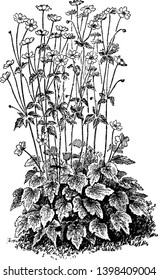 A picture is showing a plant of Anemone Japonica. The flowers of Anemone Japonica are rosy purple or purplish red, vintage line drawing or engraving illustration.