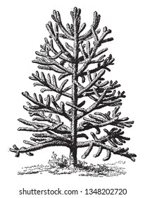 A picture showing the plant of Chili palm which is a type of cactus, vintage line drawing or engraving illustration.