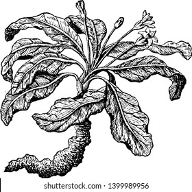 The picture showing a plant of flowering mandrake. The magician has used this for a long time, vintage line drawing or engraving illustration.