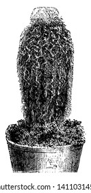 A picture showing the plant of Pilocereus Dautwitzii which is a type of cactus and the tufts of small white spines are spread out from the stem, vintage line drawing or engraving illustration.