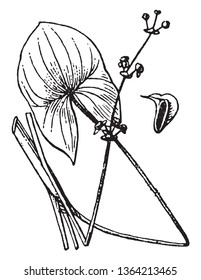 A picture showing the plant of Sagittaria flower. Lowest flowers with only carpels or with only stamens, vintage line drawing or engraving illustration.