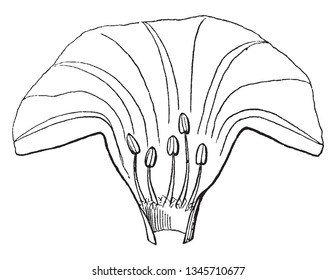 Picture is showing pollen-bearing organ of a flower which is commonly called as stamen, vintage line drawing or engraving illustration.