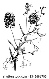 Bild zeigt einen Teil des florierenden Stems von Lathyrus Sylvestris. Sie wachsen im Juli-August, zeichnen sich durch Vintage-Linien oder Graviergrafiken aus.