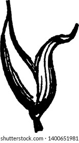 A picture showing position before flower, it looks like a bud, vintage line drawing or engraving illustration.