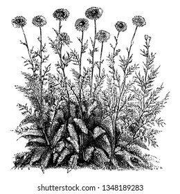 A picture is showing Pyrethrum Roseum Flore-Pleno. It has solitary pink flowers with yellow disks, vintage line drawing or engraving illustration.